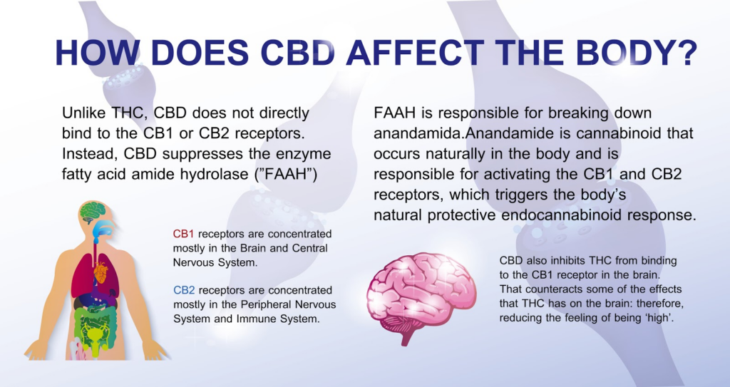 How does CBD affect the body?
