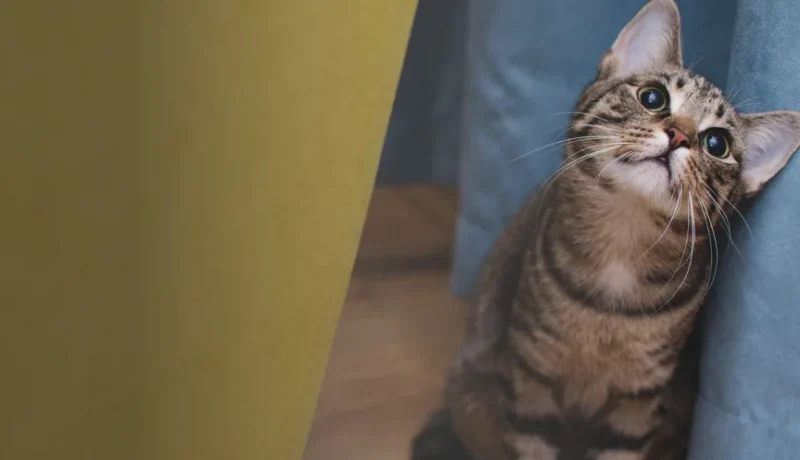 can cats get high on thc?