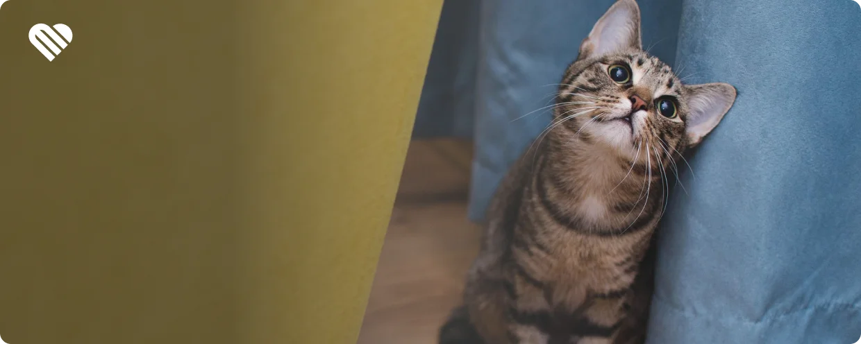 can cats get high on thc?
