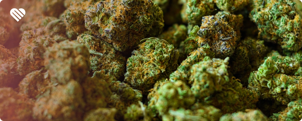 Best Strains for a Body or Head High
