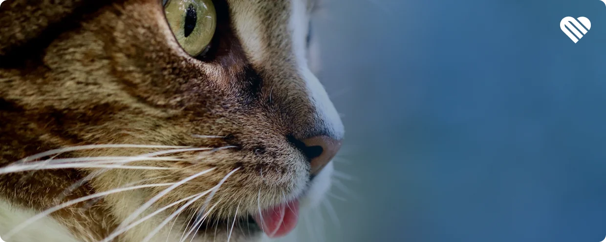 how does thc affect cats?