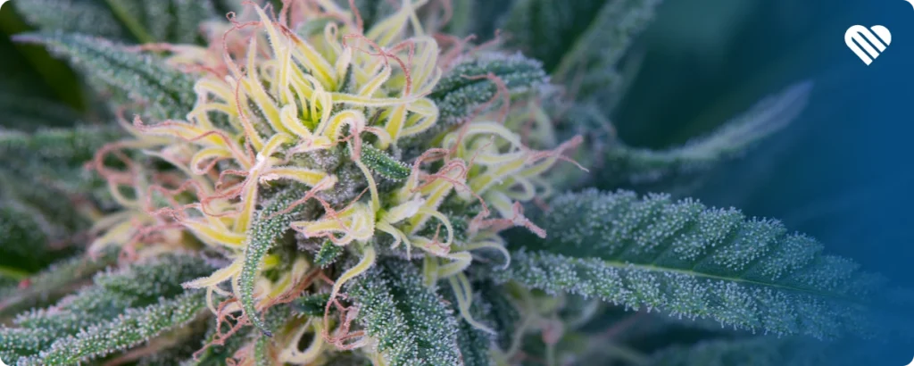 What research says about terpenes and anxiety