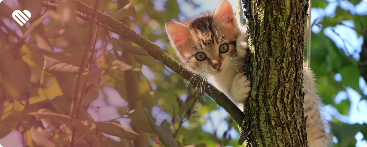 signs of cannabis toxicity in cats