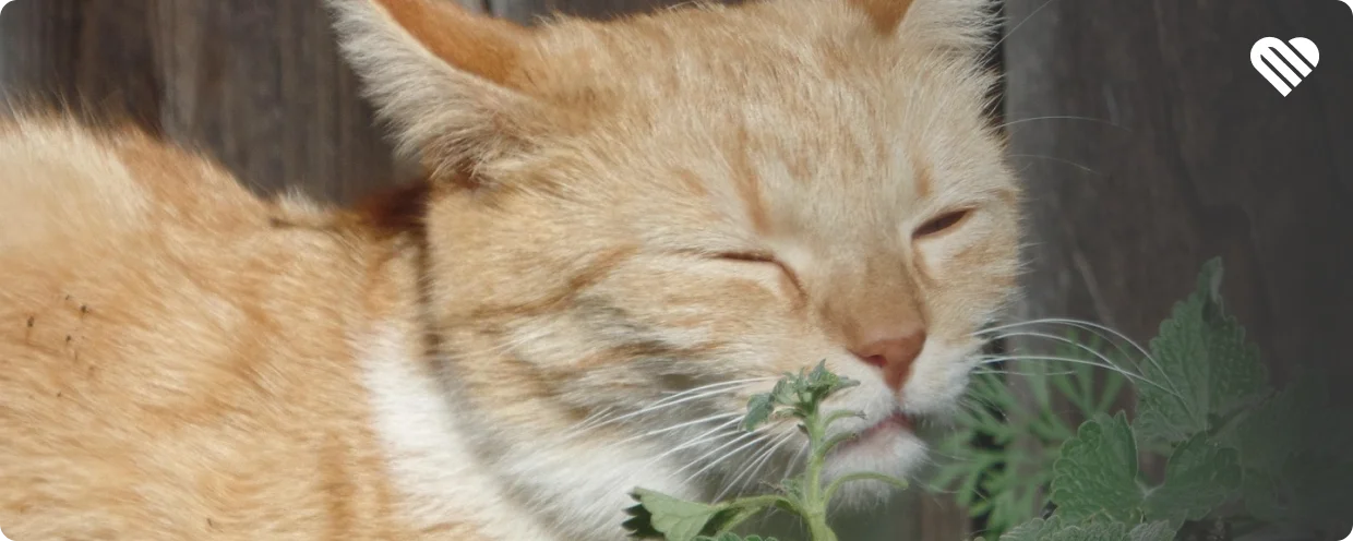 what to do if your cat consumes thc