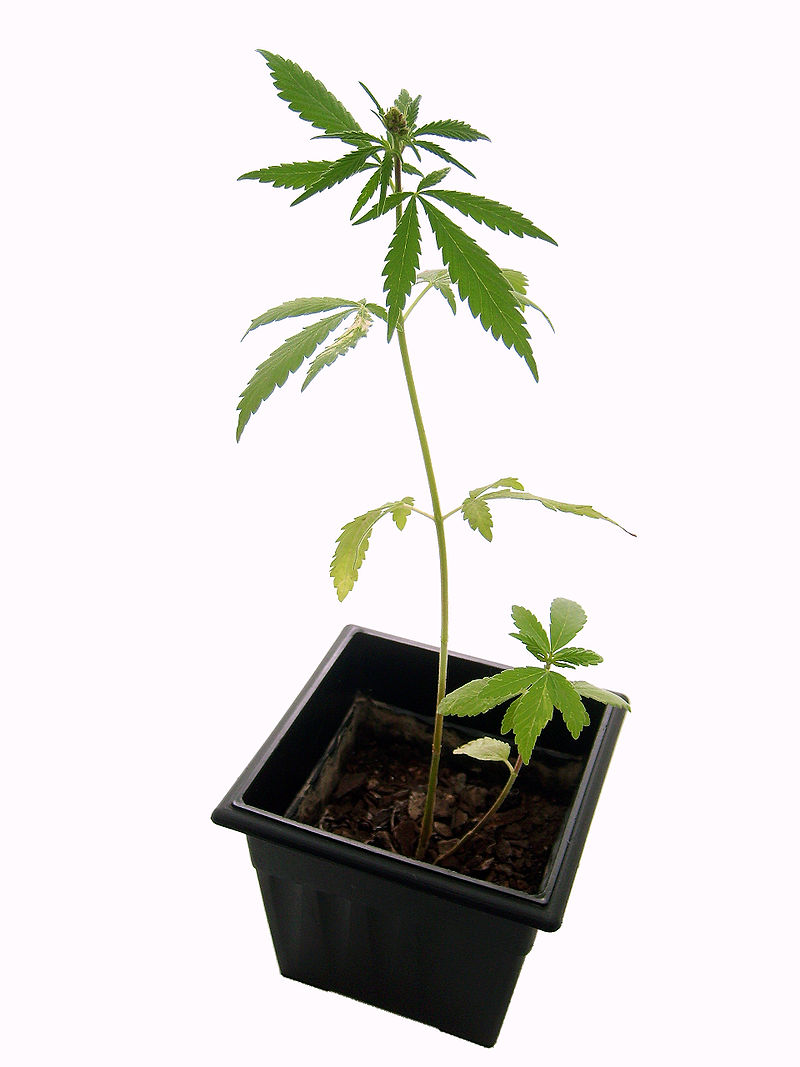 How to Grow Medical Marijuana at Home in Oklahoma