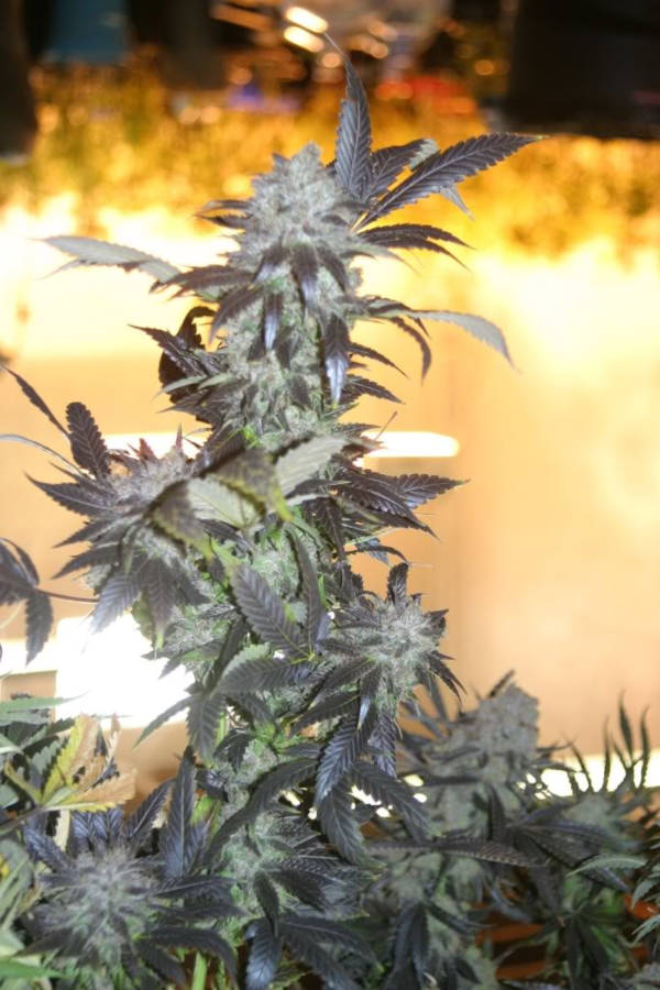 Blackwater OG cannabis plant