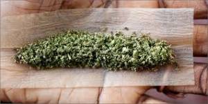 ground cannabis in rolling paper