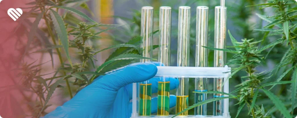 Cannabis for Pain: According to the Latest Research