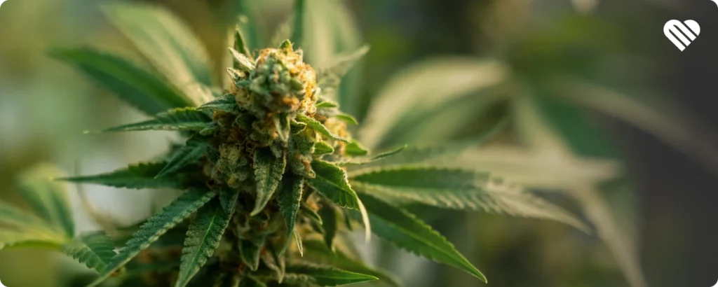 Cannabis for Pain:: the Top Terpenes