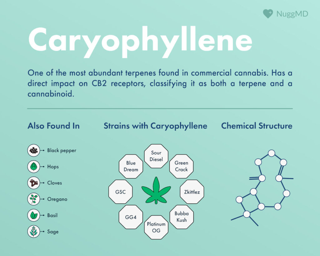Caryophyllene terpene