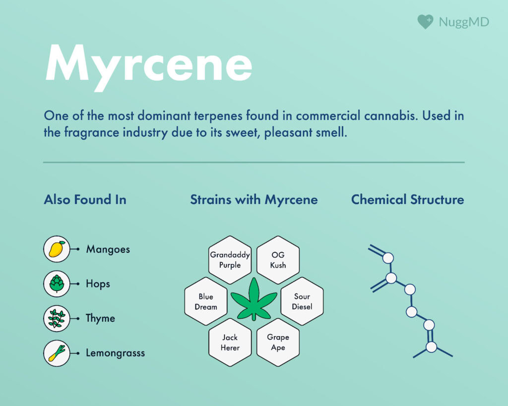 Effects and benefits of the myrcene terpene