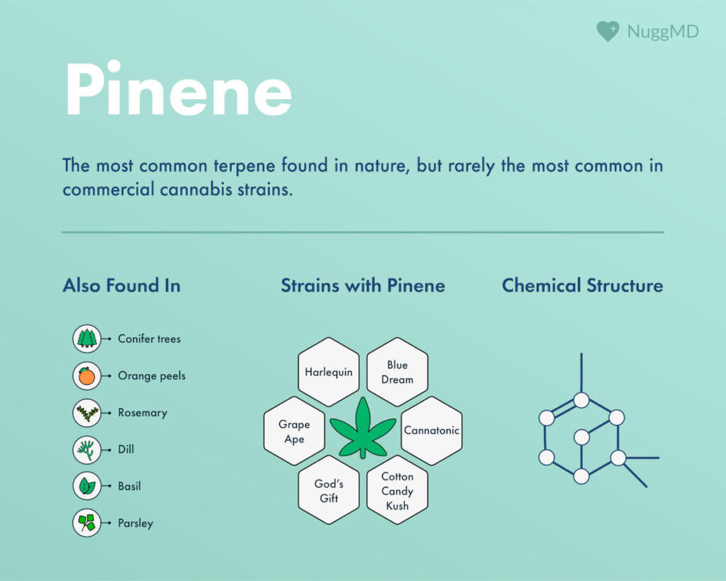 Pinene terpene effects and benefits