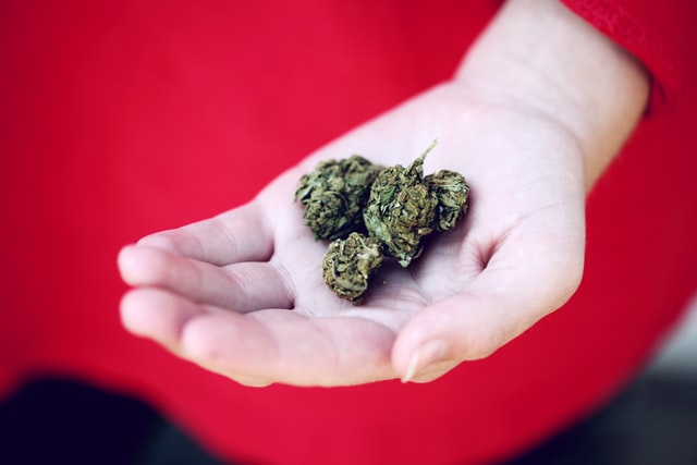 Example of a properly cured cannabis bud