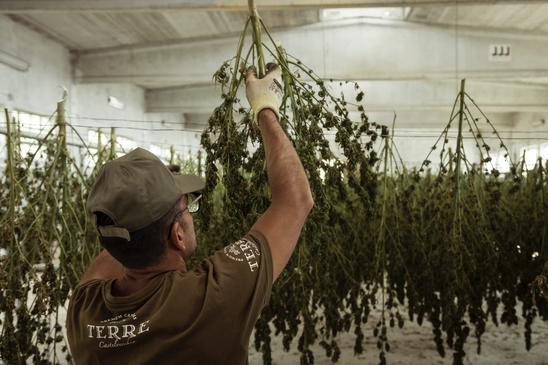 hanging cannabis plants to dry