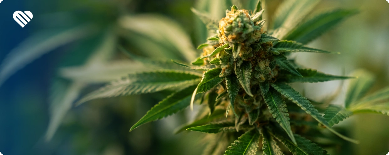 Top Strains for a Creative High
