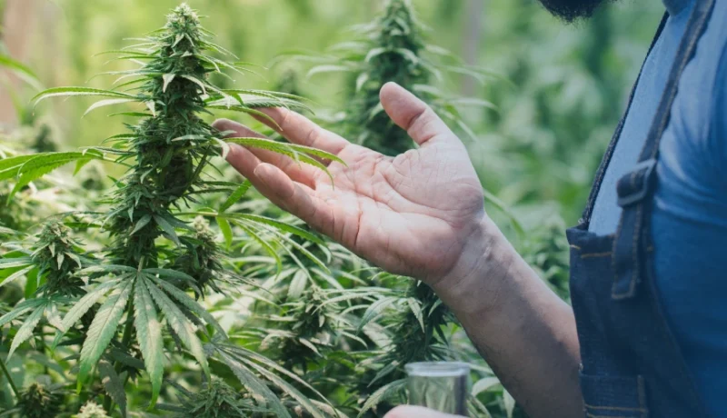stages of cannabis growth