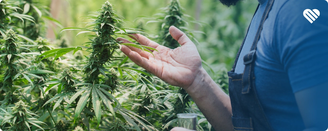 stages of cannabis growth