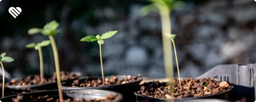 cannabis sproutlings