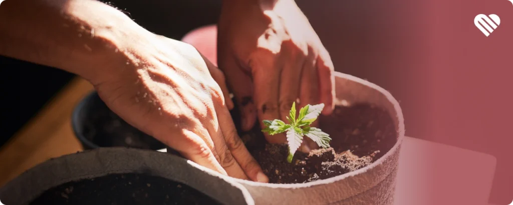 post-flowering stage