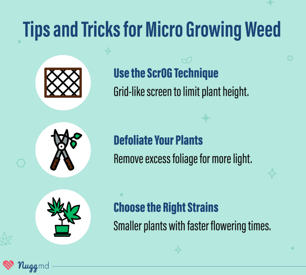 micro grow weed tips