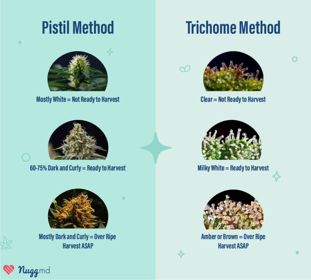 pistils and trichomes chart
