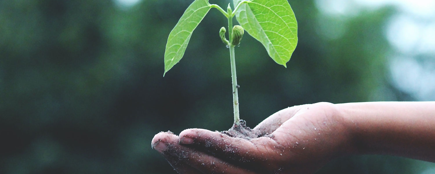 weed seed germination