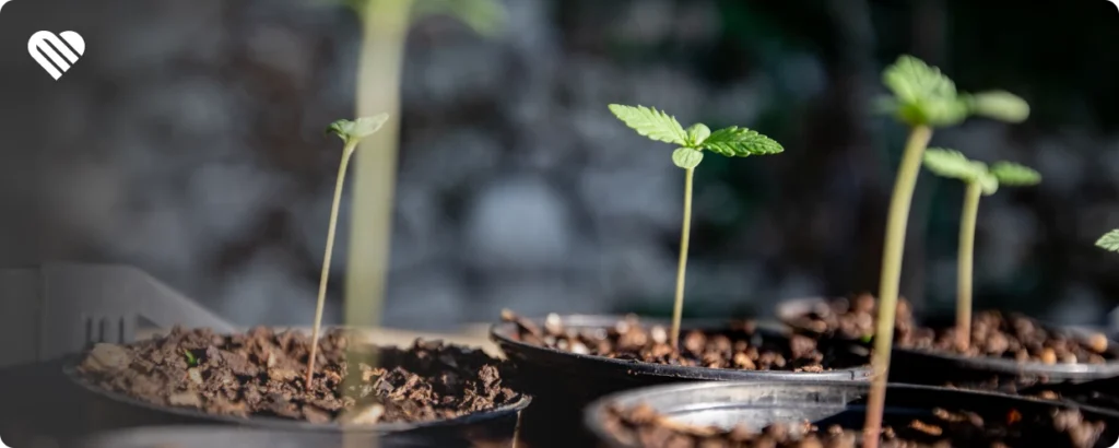 What you need to germinate cannabis seeds