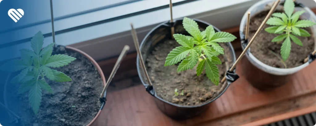 Mistakes to avoid when germinating cannabis seeds