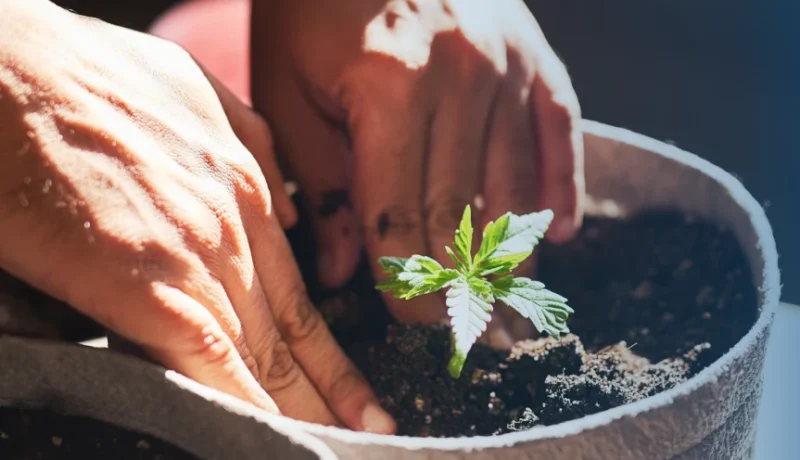 Everything You Need to Know About Germinating Cannabis Seeds