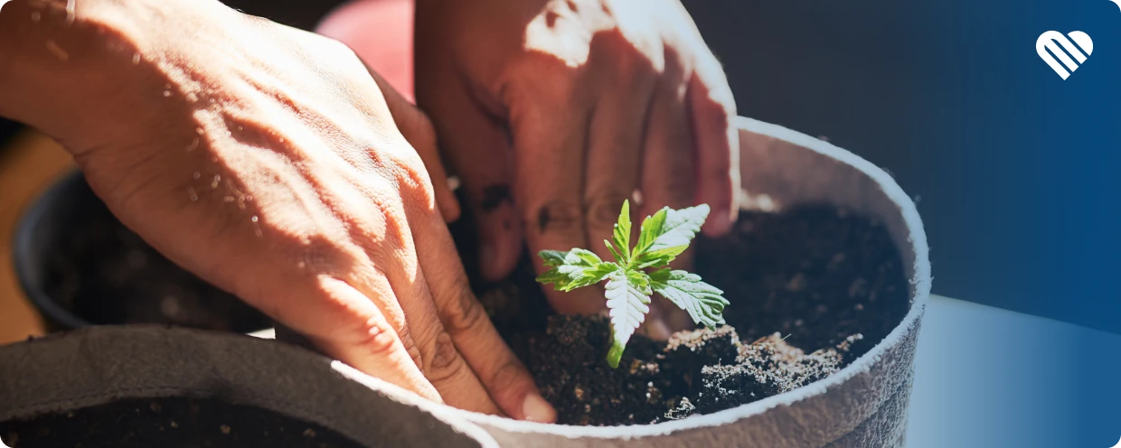 Everything You Need to Know About Germinating Cannabis Seeds