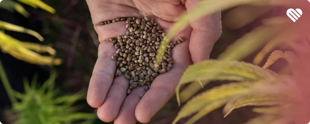 When to germinate cannabis seeds