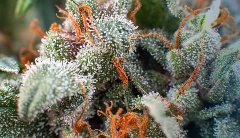 good weed vs bad weed