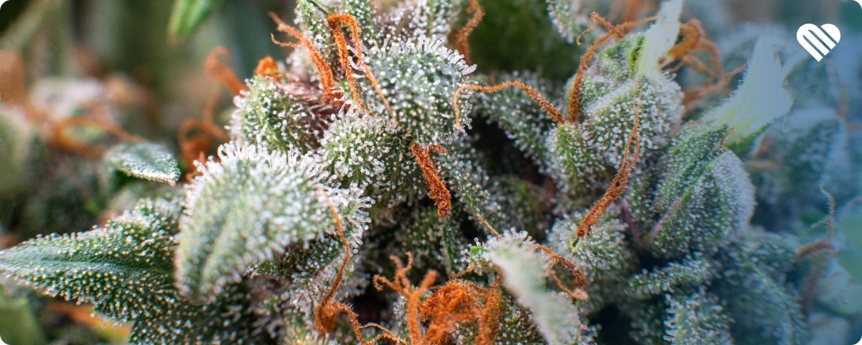 good weed vs bad weed