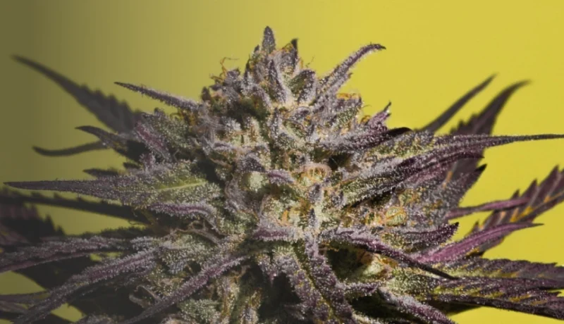 What is Purple Cannabis?