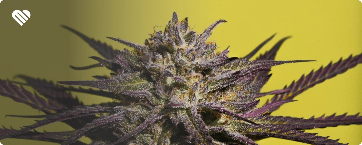 What is Purple Cannabis?