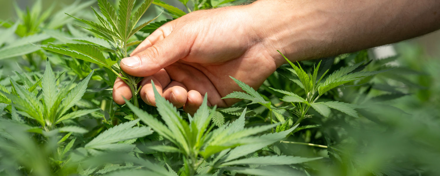 female weed seedlings