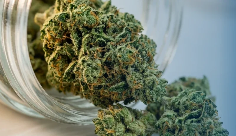 Medical vs Recreational Weed