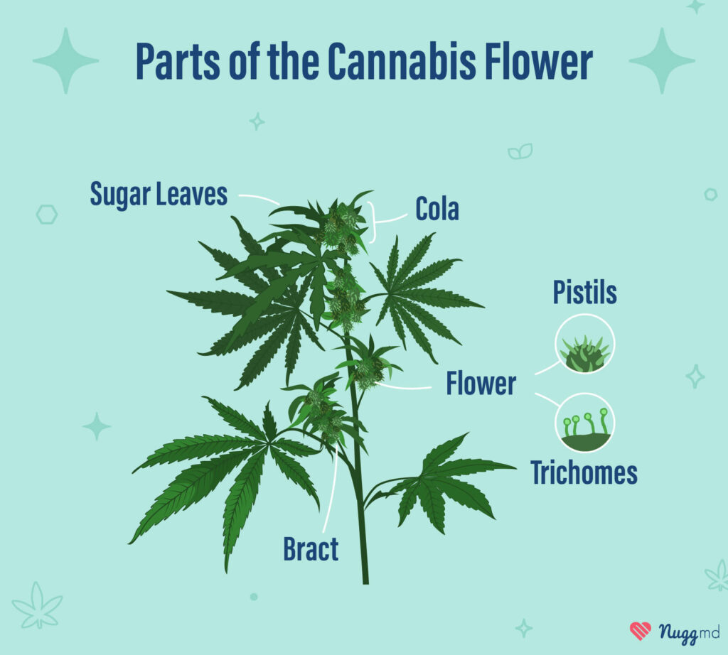 parts of the cannabis flower