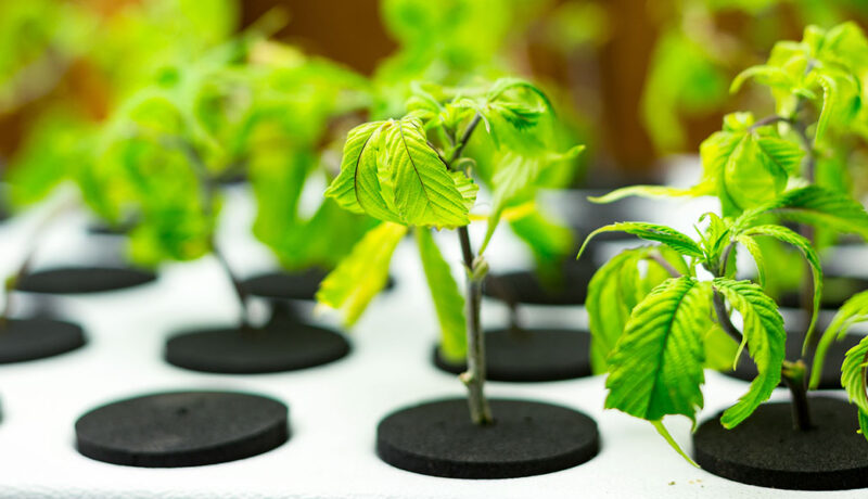 cannabis cloning