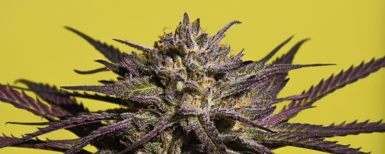purple weed
