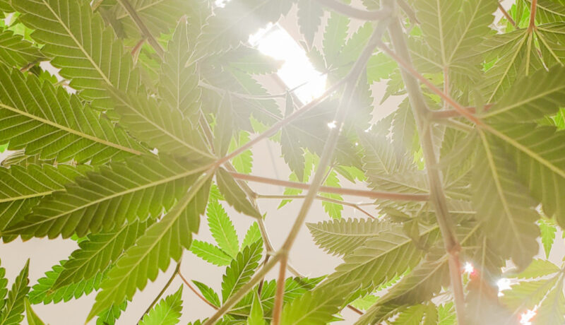 weed nodes