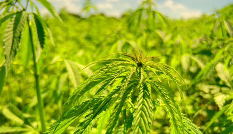 feral weed