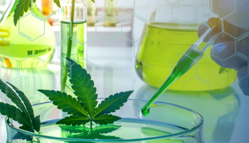 How to tell if cannabis is synthetic