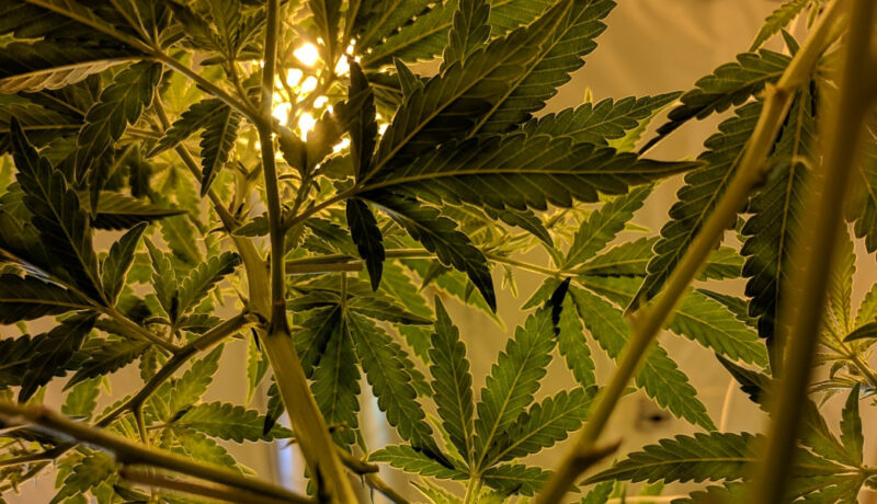 topping weed plants