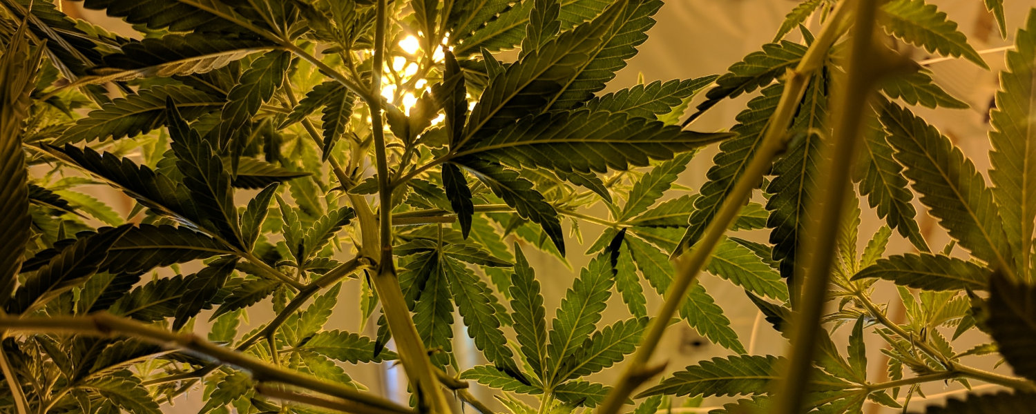 Stages of Growing Weed 101 - The Top Things You Need to Know