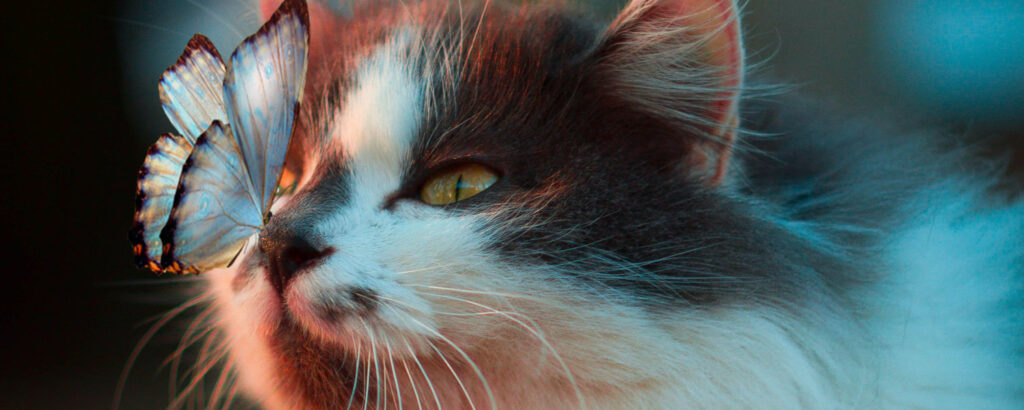 Cats and Weed: Is THC Safe for Your Feline Friend? | NuggMD