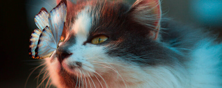 Your Cats Reaction To Weed Smell A Complete Guide - 0lyvx9g
