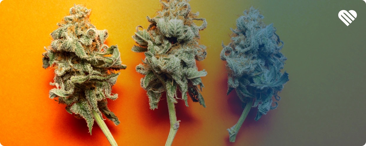 strains that provide an energy boost