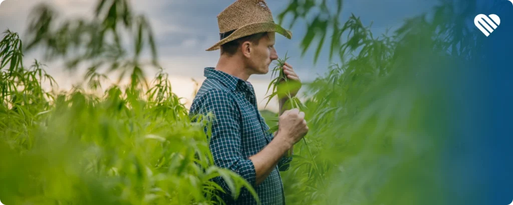 How to Keep Cannabis Smells From Taking Over