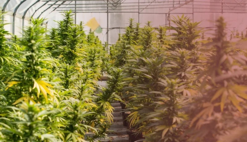 what is hybrid weed?